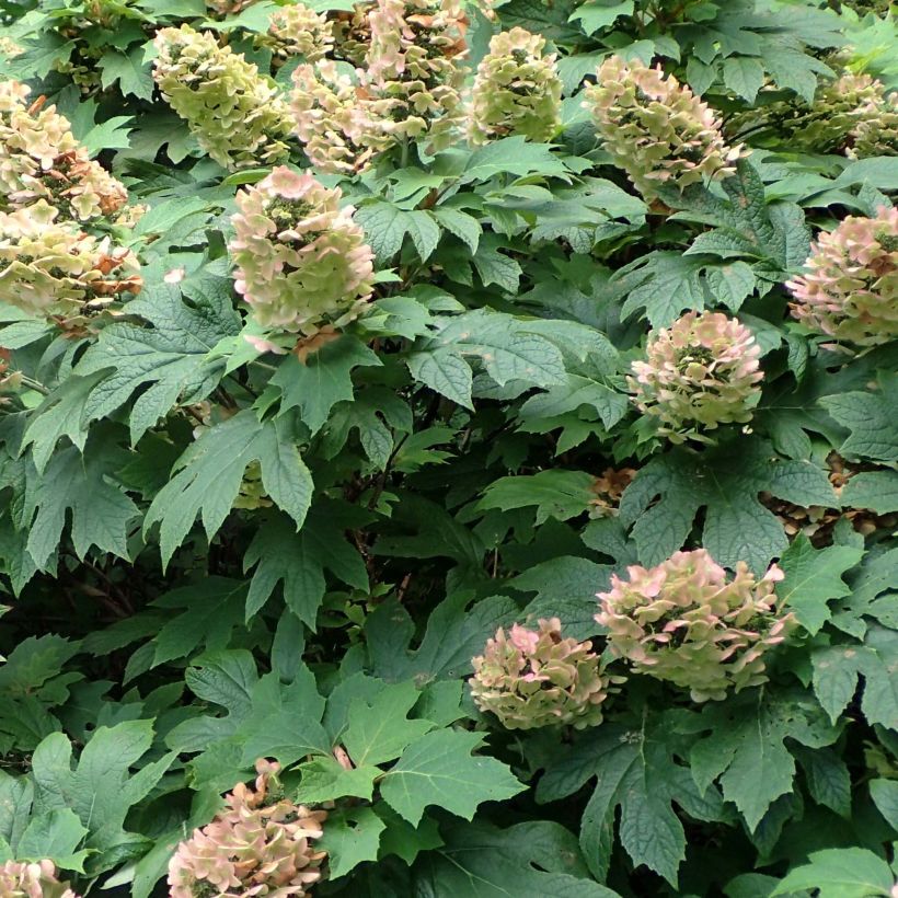 Eichenblatt-Hortensie Jetstream - Hydrangea quercifolia (Flowering)