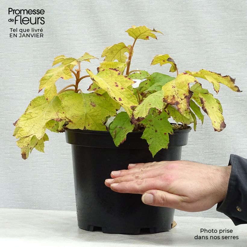 Exemplar von Eichenblatt-Hortensie Little Honey - Hydrangea quercifolia Topf mit 4L/5L wie im Winter geliefert