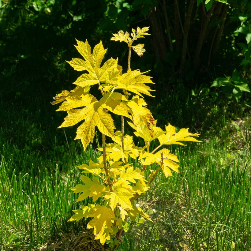 Eichenblatt-Hortensie Little Honey - Hydrangea quercifolia (Hafen)