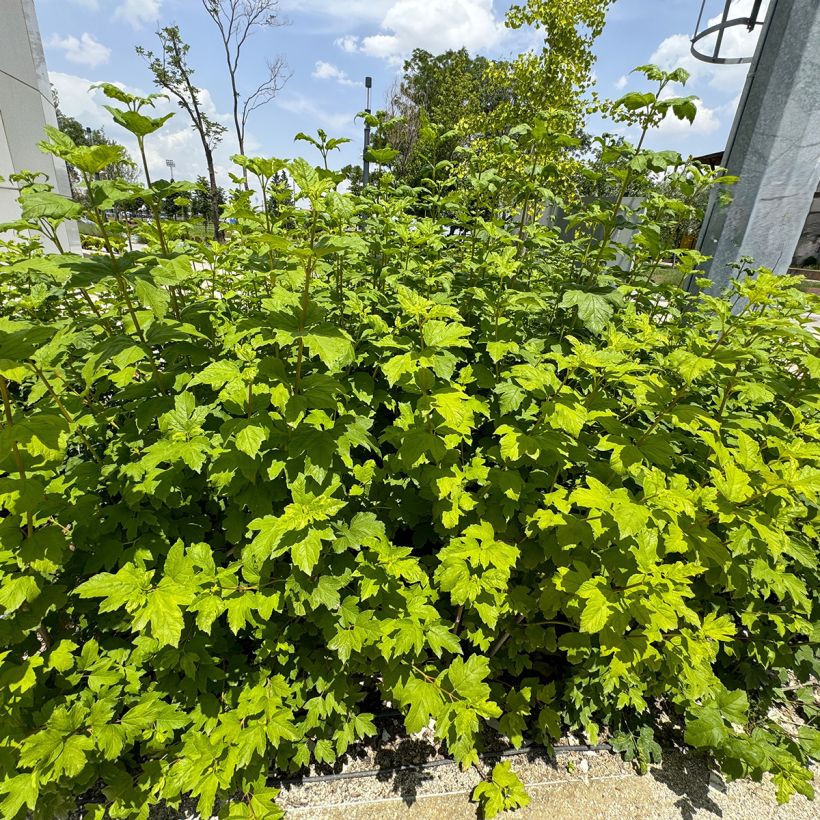 Eichenblatt-Hortensie Ruby Slippers - Hydrangea quercifolia (Hafen)