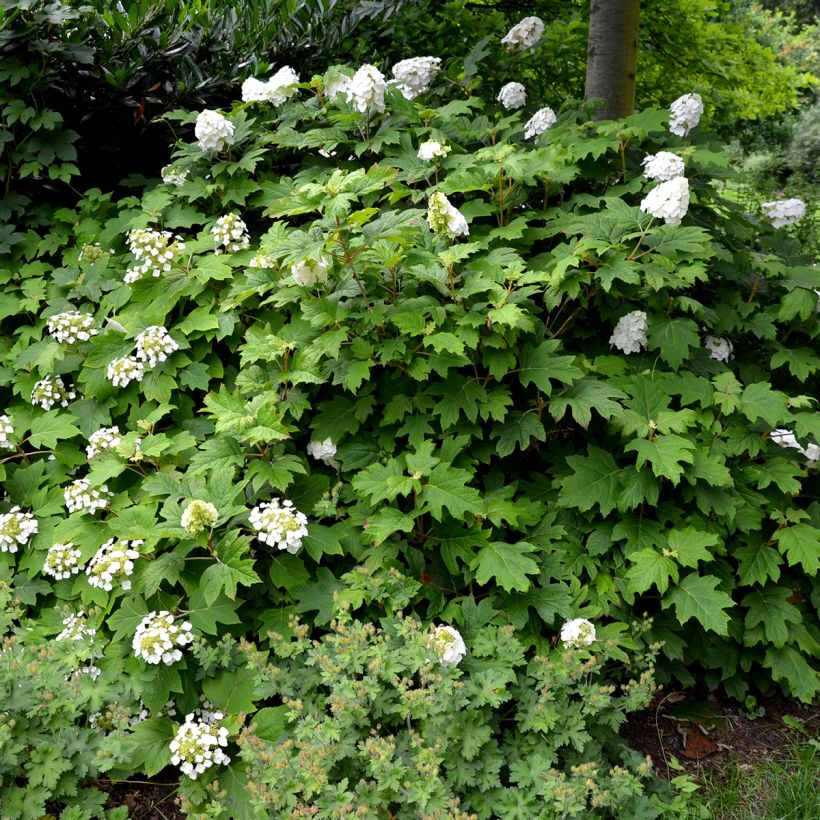 Eichenblatt-Hortensie Snow Queen - Hydrangea quercifolia (Hafen)