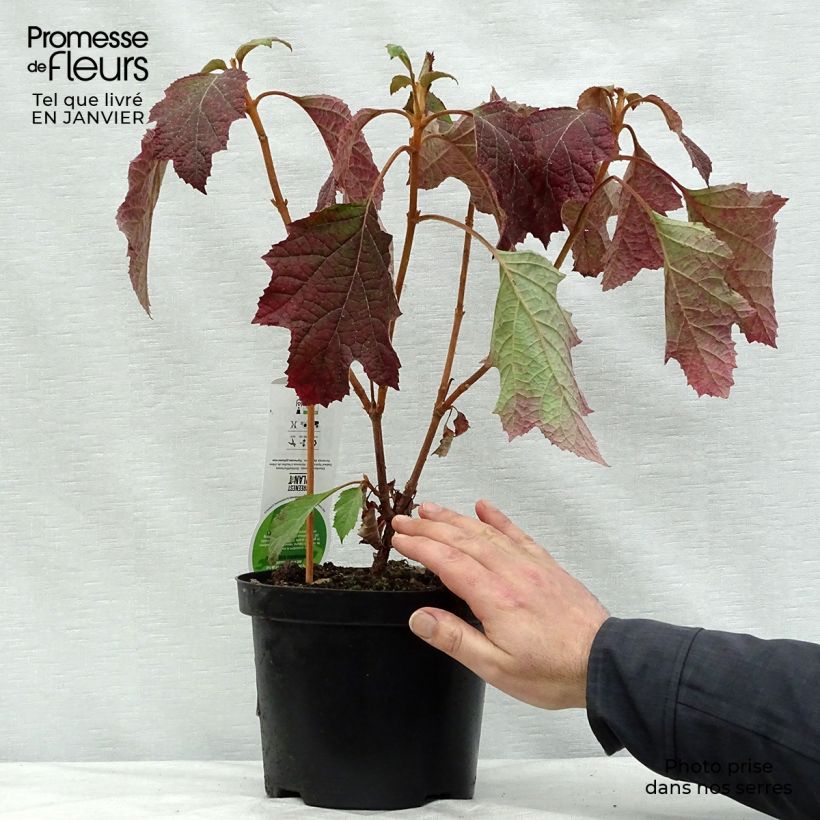 Exemplar von Eichenblatt-Hortensie Snowflake - Hydrangea quercifolia Topf mit 3L/4L wie im Winter geliefert