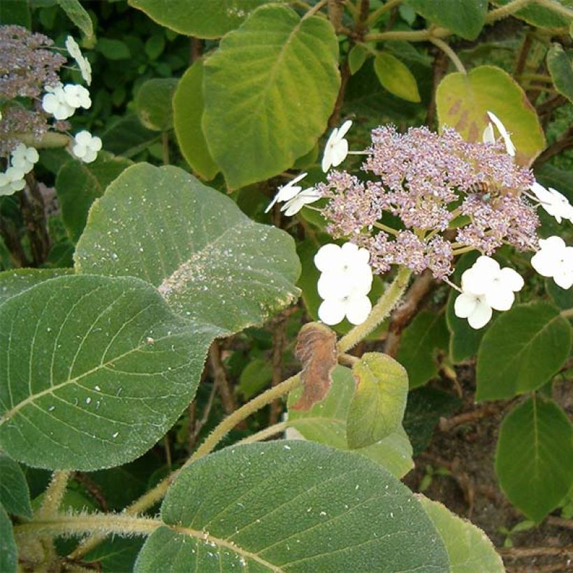 Hydrangea aspera subsp.sargentiana - Samthortensie (Foliage)