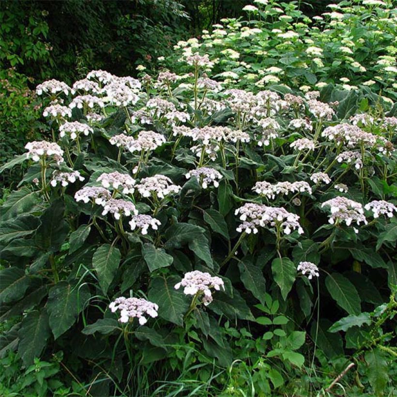 Hydrangea aspera subsp.sargentiana - Samthortensie (Plant habit)