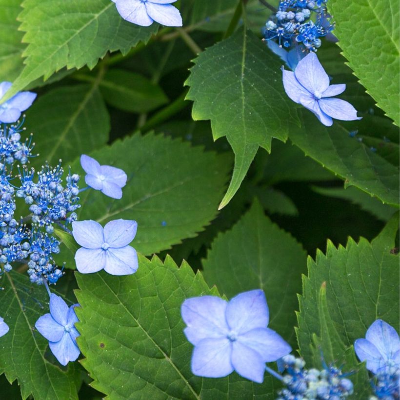 Hydrangea serrata Annie's Blue - Tellerhortensie (Foliage)
