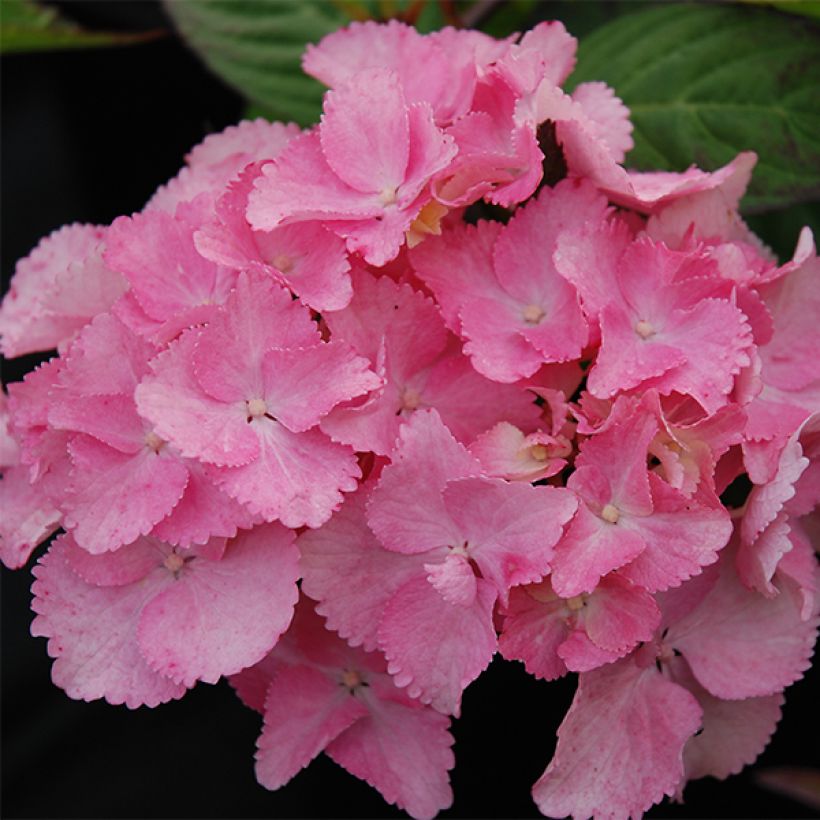 Hydrangea serrata Cap Sizun - Tellerhortensie (Flowering)