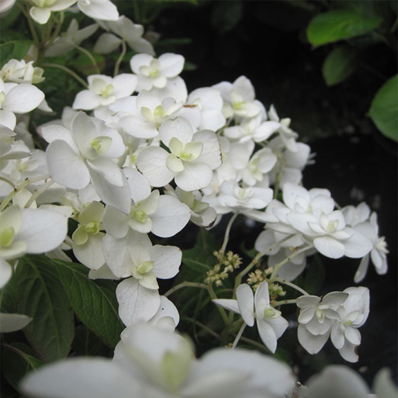 Hydrangea serrata Hakucho - Tellerhortensie (Flowering)