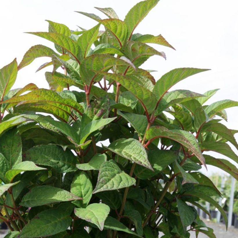 Hydrangea serrata Intermedia - Tellerhortensie (Foliage)