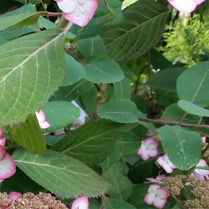 Hydrangea serrata Kiyosumi - Tellerhortensie (Foliage)