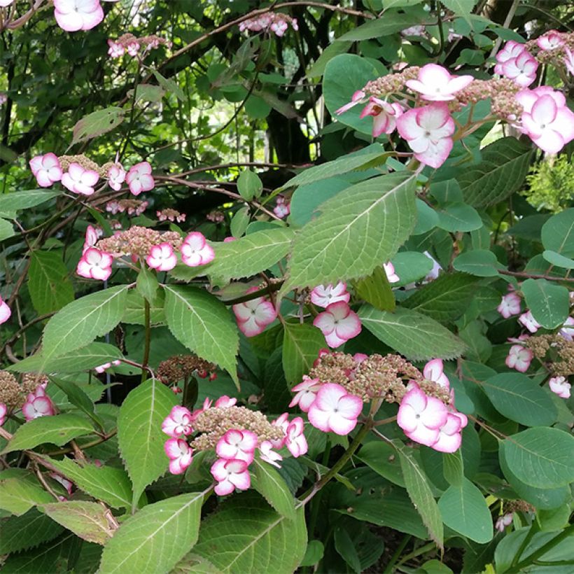 Hydrangea serrata Kiyosumi - Tellerhortensie (Flowering)
