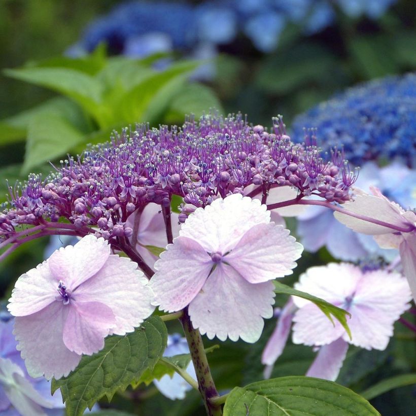 Hydrangea serrata Klaveren - Tellerhortensie (Flowering)