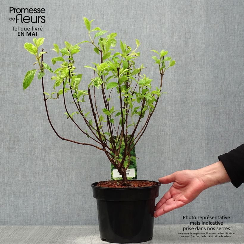 Exemplar von Rispenhortensie Shikoku Flash - Hydrangea paniculata Topf mit 3L/4L wie im Frühjahr geliefert