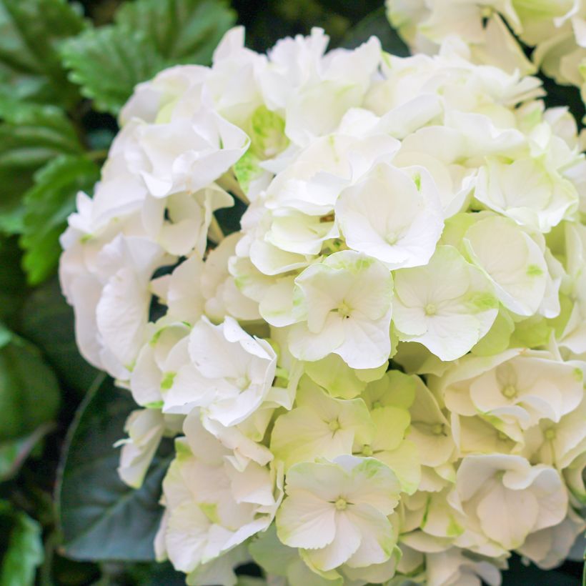 Hydrangea macrophylla Bright White - Bauernhortensie (Blüte)