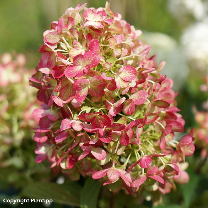 Rispenhortensie Graffiti - Hydrangea paniculata (Flowering)