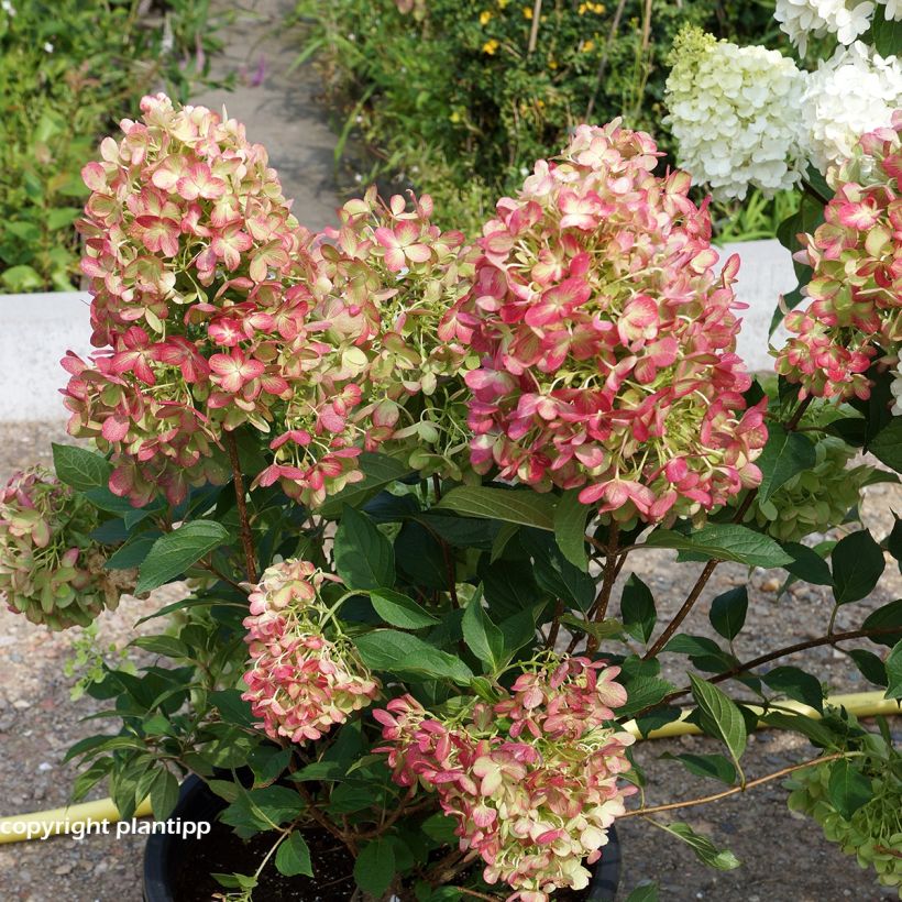 Rispenhortensie Graffiti - Hydrangea paniculata (Plant habit)