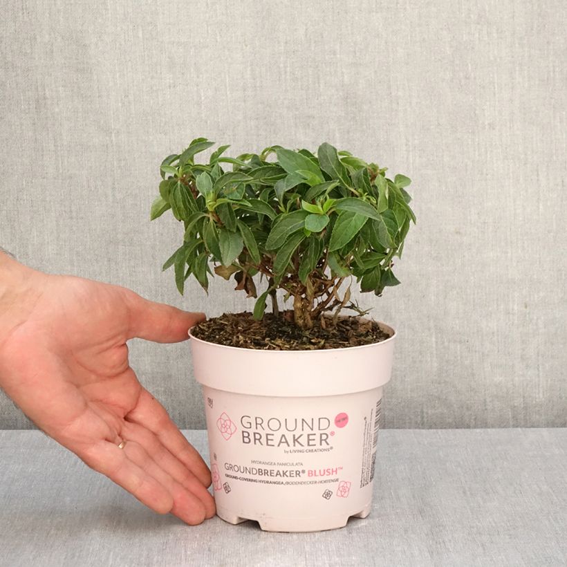 Example of Rispenhortensie Groundbreaker - Hydrangea paniculata Topf mit 1L/1,5L as you get in automne