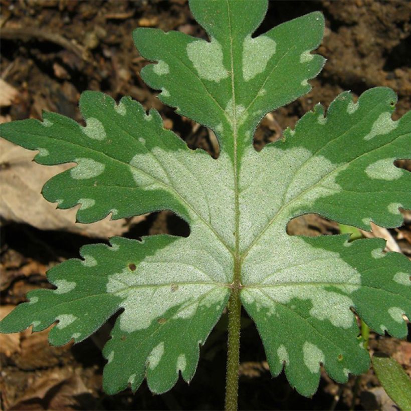 Hydrophyllum canadense - Kanadische Wasserblatt (Foliage)