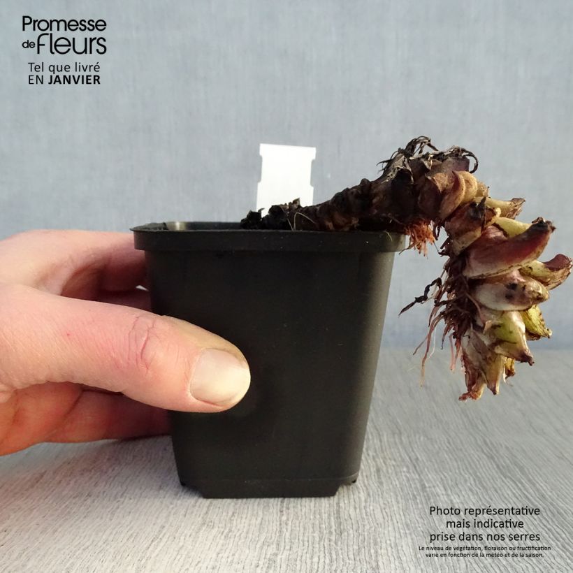 Exemplar von Hydrophyllum canadense - Kanadische Wasserblatt Kleine Töpfe von 8/9 cm wie im Winter geliefert