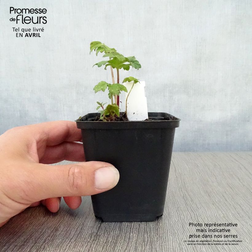 Exemplar von Hydrophyllum canadense - Kanadische Wasserblatt Kleine Töpfe von 8/9 cm wie im Frühjahr geliefert