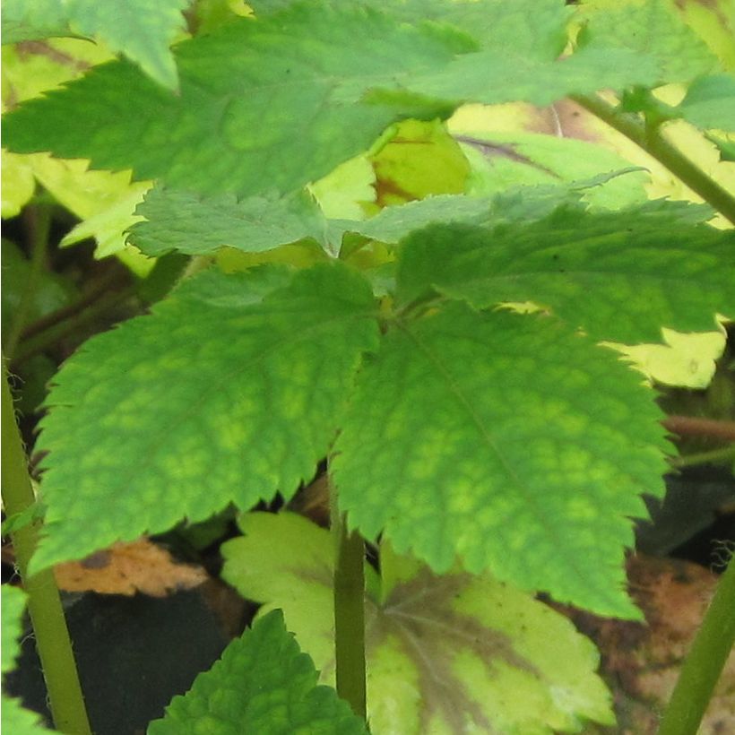 Hylomecon japonica - Japanischer Waldmohn (Foliage)
