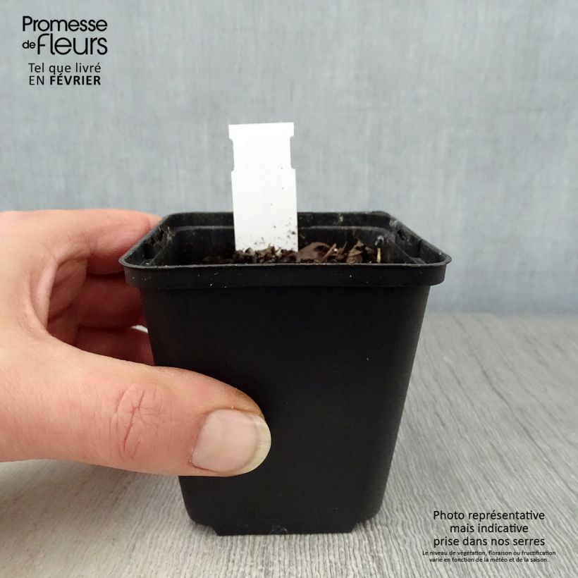 Exemplar von Hylomecon japonica - Japanischer Waldmohn Kleine Töpfe von 8/9 cm wie im Winter geliefert