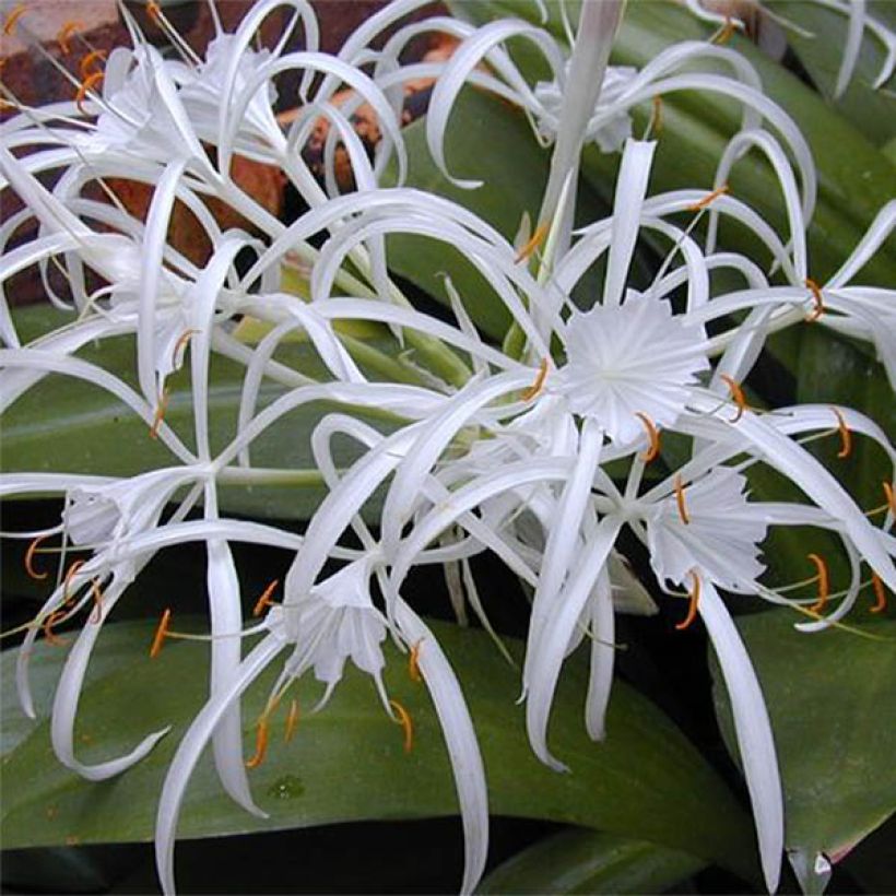 Hymenocallis longipetala - Schönhäutchen (Flowering)