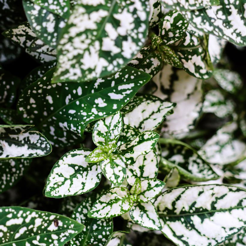 Hypoestes phyllostachya White - Hüllenklaue (Foliage)