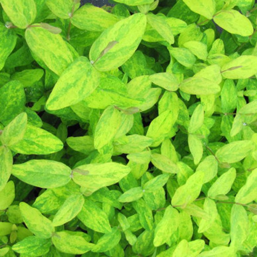 Hypericum Golden Beacon - Johanniskraut (Foliage)