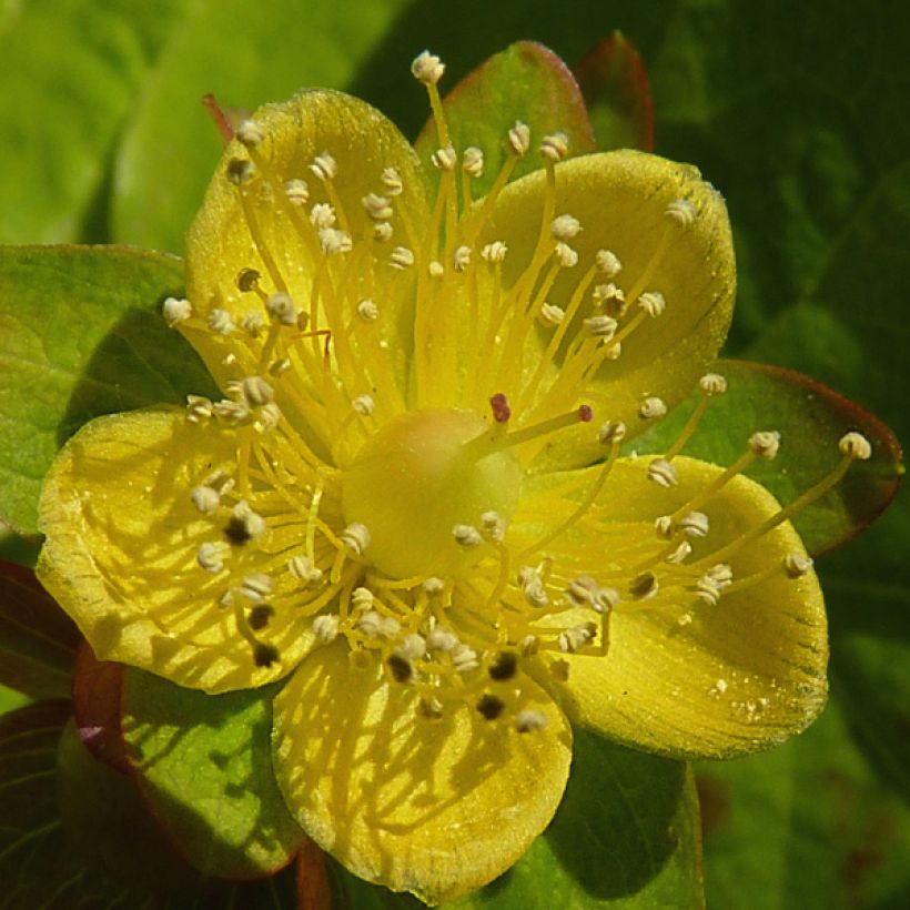 Hypericum Golden Beacon - Johanniskraut (Flowering)