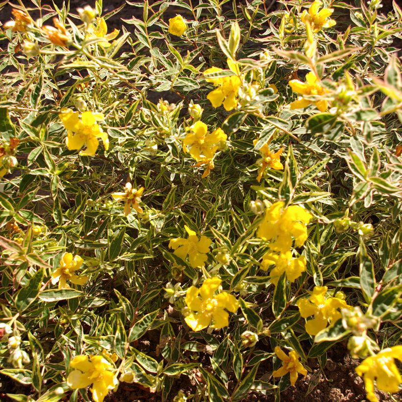 Hypericum Hidcote Limelight - Großblumiges Johanniskraut (Foliage)