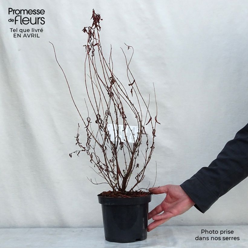 Exemplar von Hypericum Hidcote - Großblumiges Johanniskraut Topf mit 2L/3L wie im Frühjahr geliefert