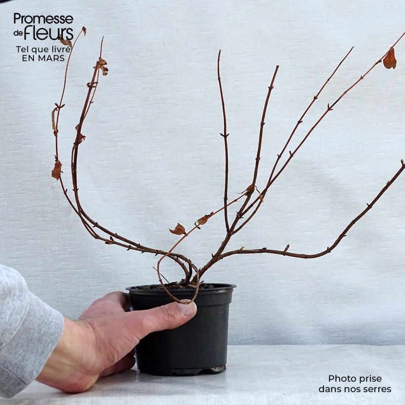 Exemplar von Hypericum Hidcote - Großblumiges Johanniskraut Kleine Töpfe von 8/9 cm wie im Frühjahr geliefert