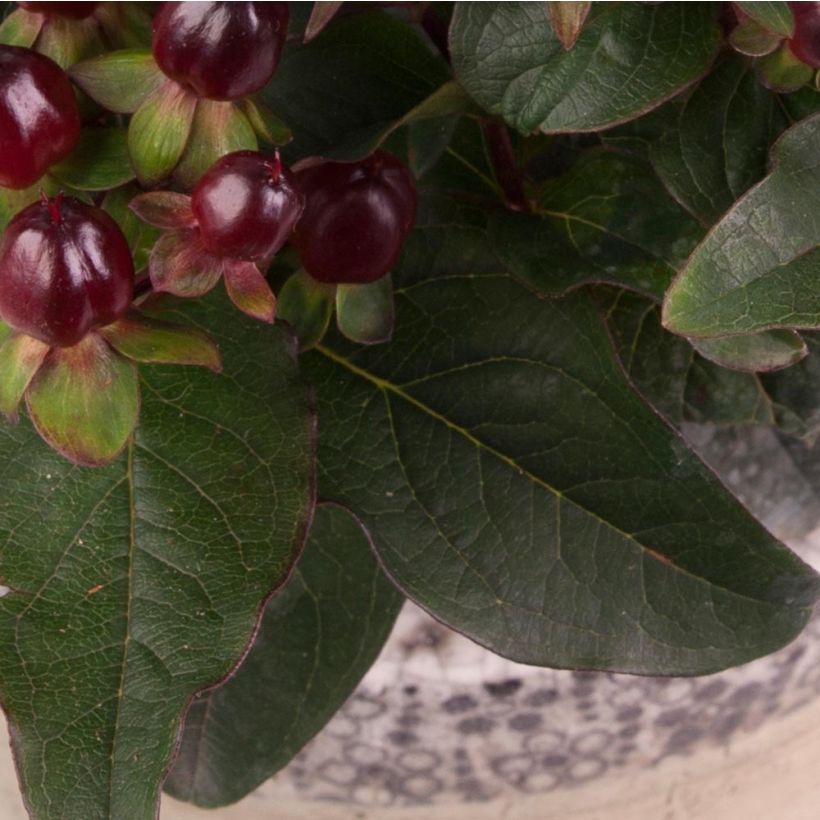Hypericum MIRACLE Night - Johanniskraut (Foliage)