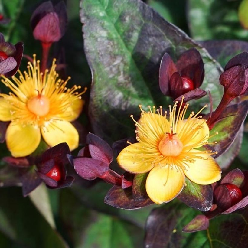 Hypericum MIRACLE Night - Johanniskraut (Flowering)