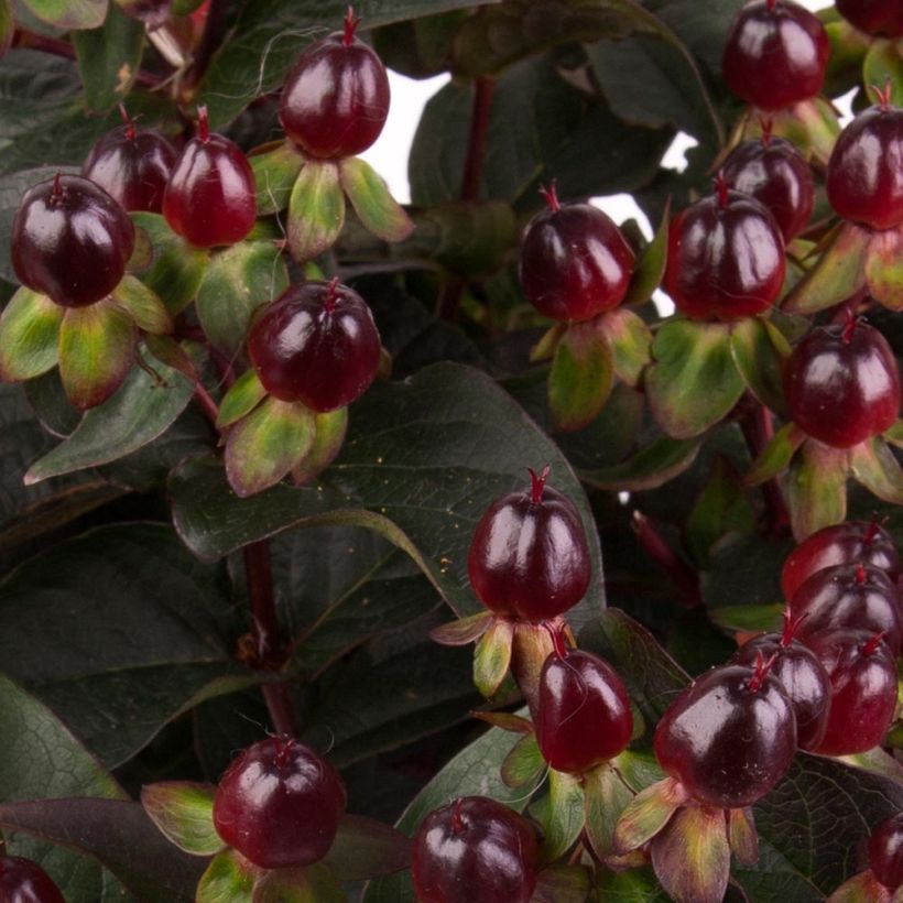 Hypericum MIRACLE Night - Johanniskraut (Harvest)