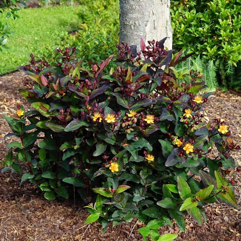 Hypericum MIRACLE Night - Johanniskraut (Plant habit)