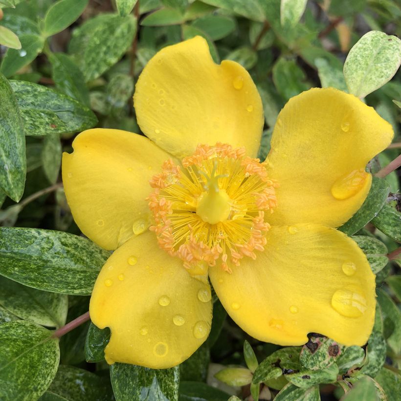 Hypericum Radiance - Johanniskraut (Flowering)