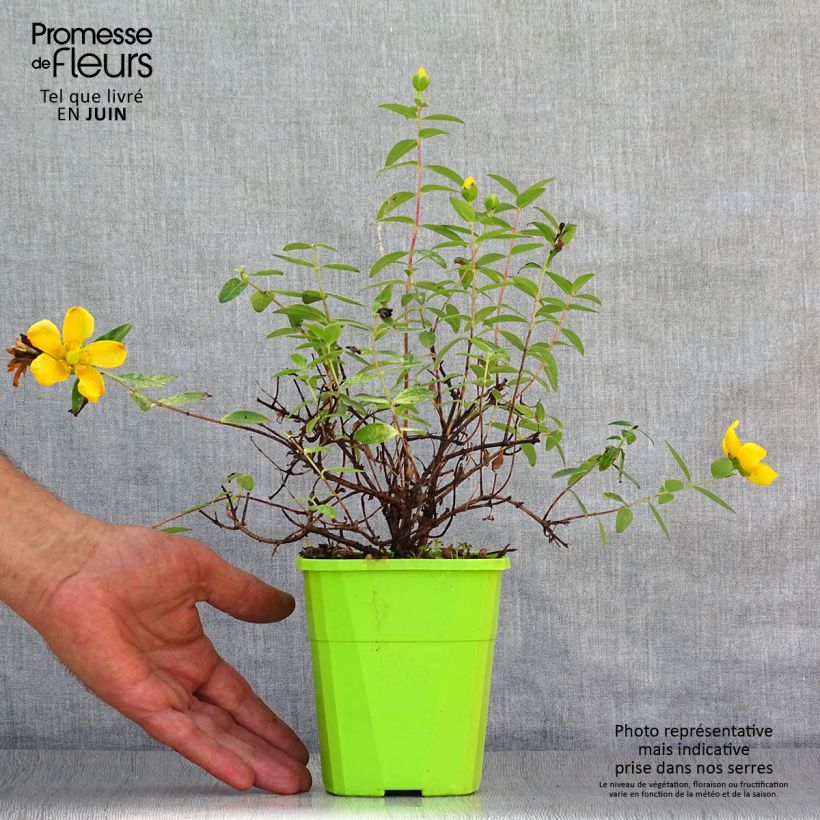 Example of Hypericum Radiance - Johanniskraut Topf mit 1L/1,5L as you get in ete