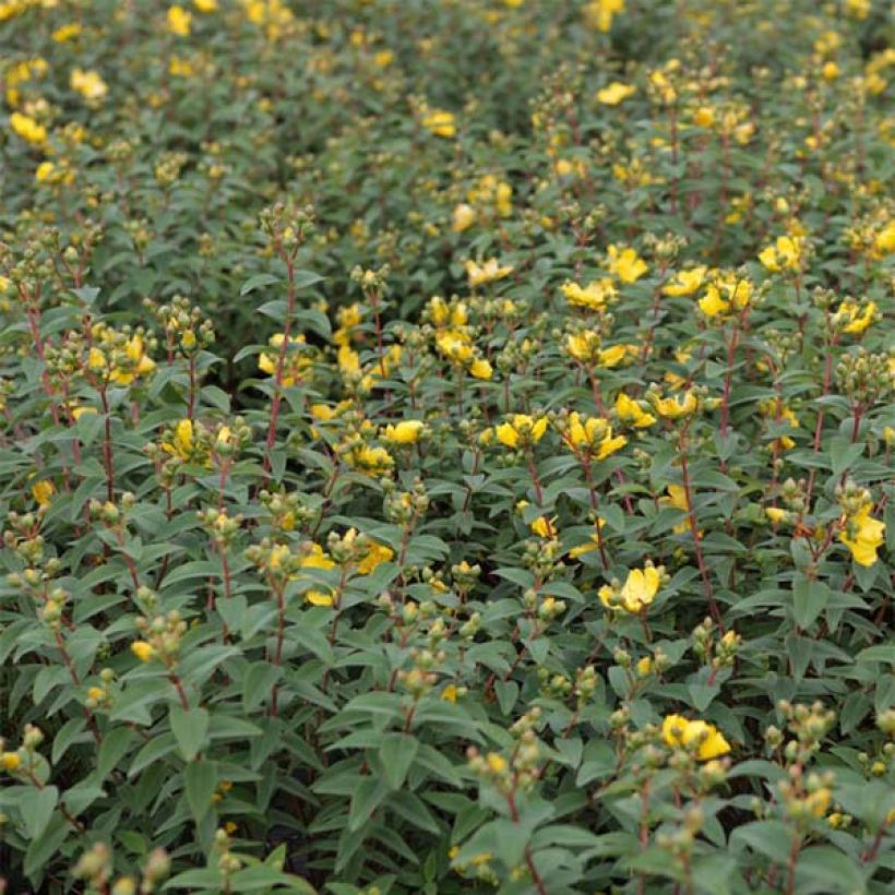 Hypericum Hidcote - Großblumiges Johanniskraut (Foliage)