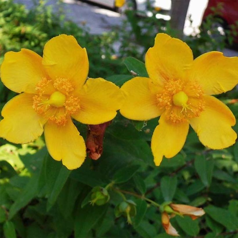 Hypericum Hidcote - Großblumiges Johanniskraut (Flowering)