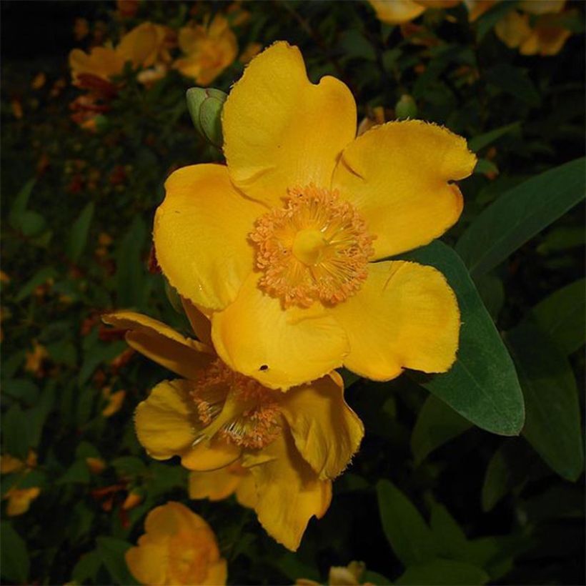 Hypericum moserianum - Johanniskraut (Flowering)