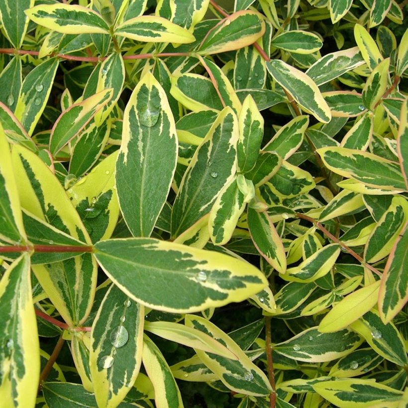 Hypericum calycinum Carnival - Kelchiges Johanniskraut (Foliage)