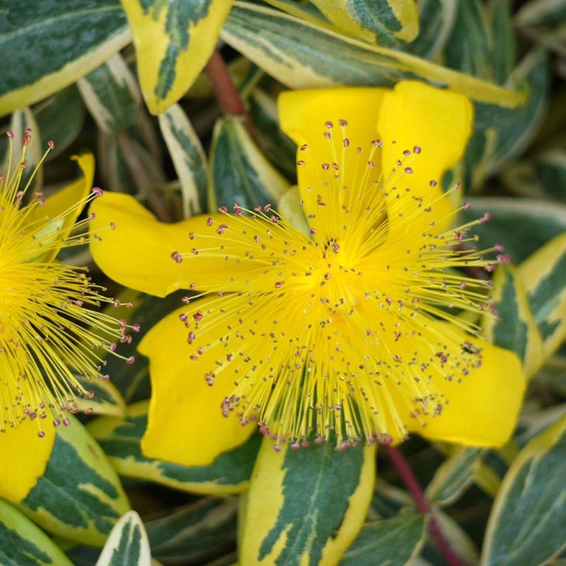 Hypericum calycinum Carnival - Kelchiges Johanniskraut (Flowering)