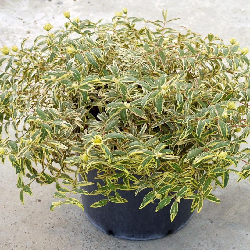 Hypericum calycinum Carnival - Kelchiges Johanniskraut (Plant habit)