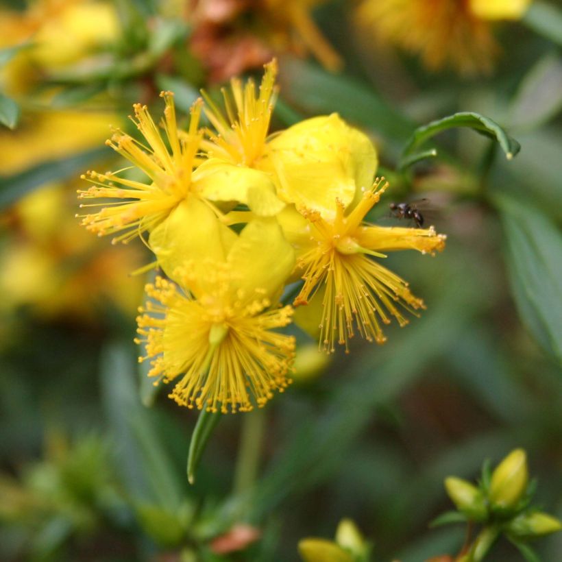 Hypericum densiflorum Buttercup - Johanniskraut (Flowering)