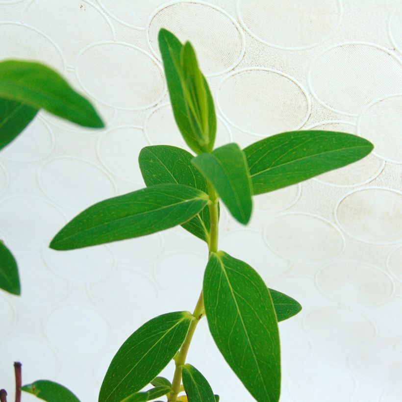 Hypericum dummeri Peter Dummer - Johanniskraut (Foliage)
