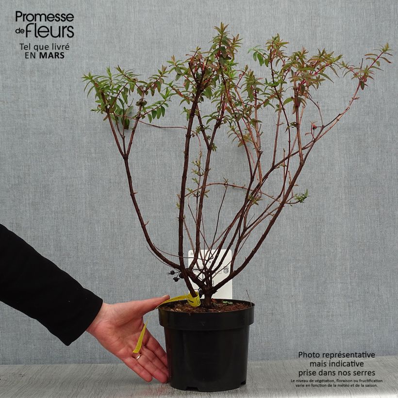 Exemplar von Hypericum dummeri Peter Dummer - Johanniskraut Topf mit 3L/4L wie im Winter geliefert