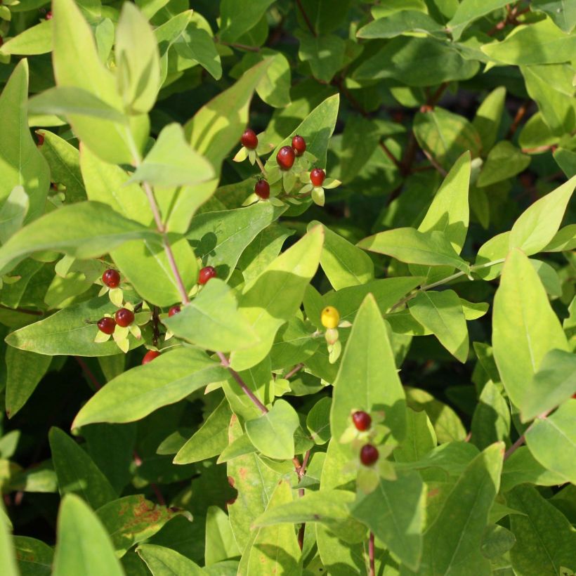 Hypericum Elstead - Johanniskraut (Foliage)