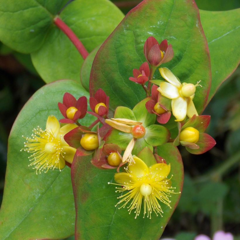 Hypericum Elstead - Johanniskraut (Flowering)