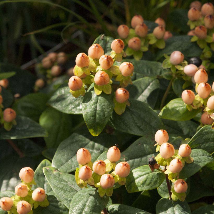 Hypericum Magical Pumpkin - Johanniskraut (Flowering)